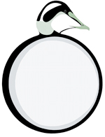 Common Eider