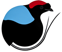 Long-tailed Manakin