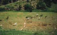 Stone Crossing